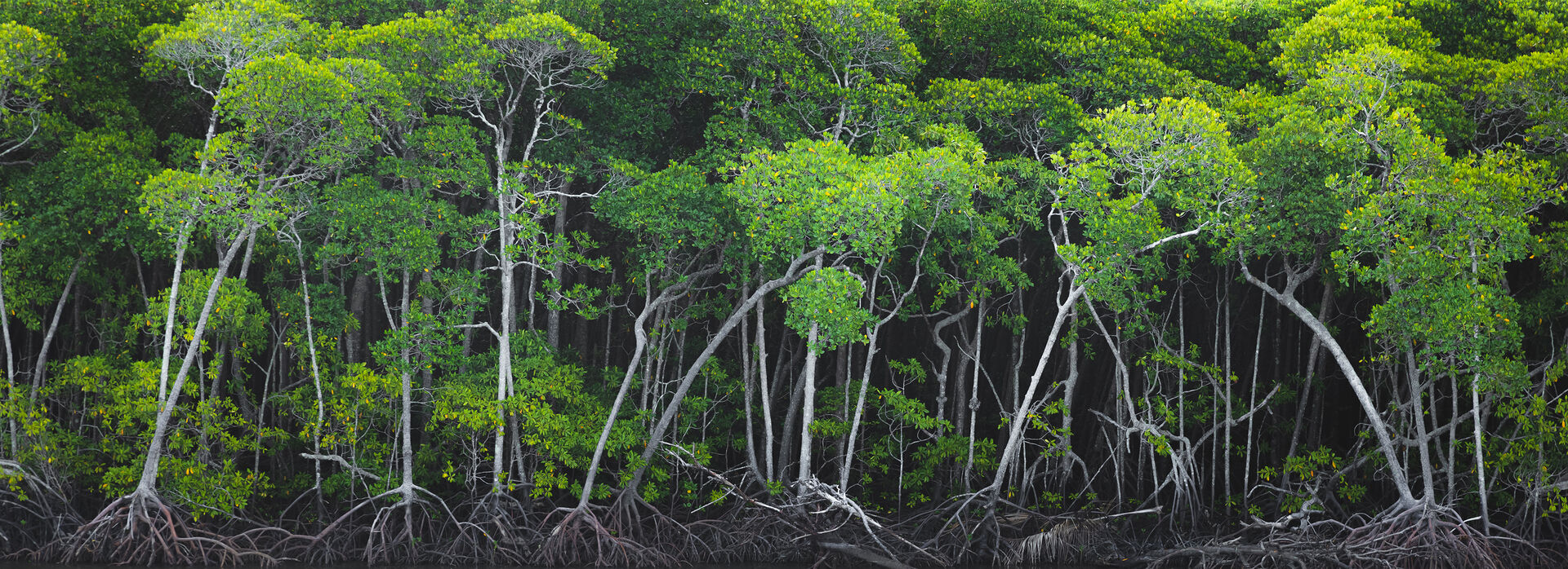 Mangrove forest of Port Douglas