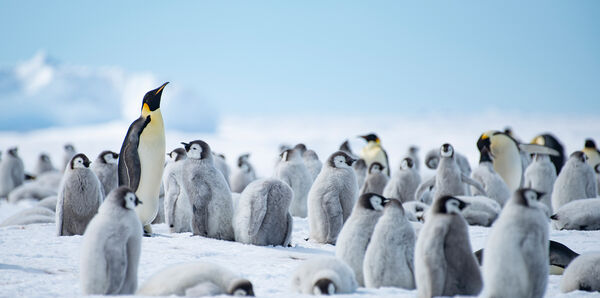 Atka Bay Antarctica