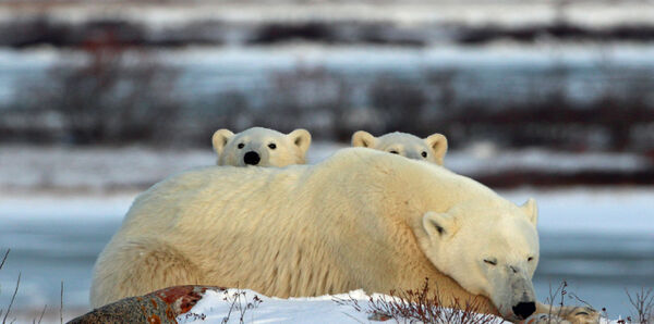 Polar Bears, Churchill