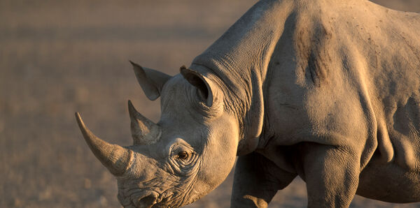 Blakc Rhino