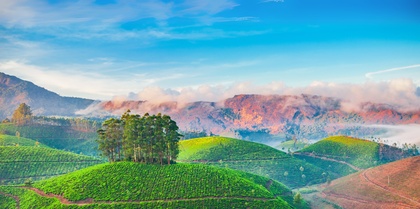 Sri Lanka Tea Plantation