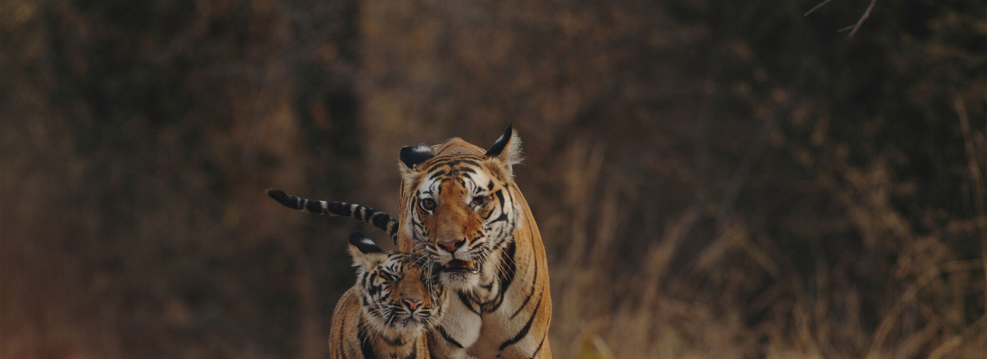 Authentic. Custom. Wildlife. banner